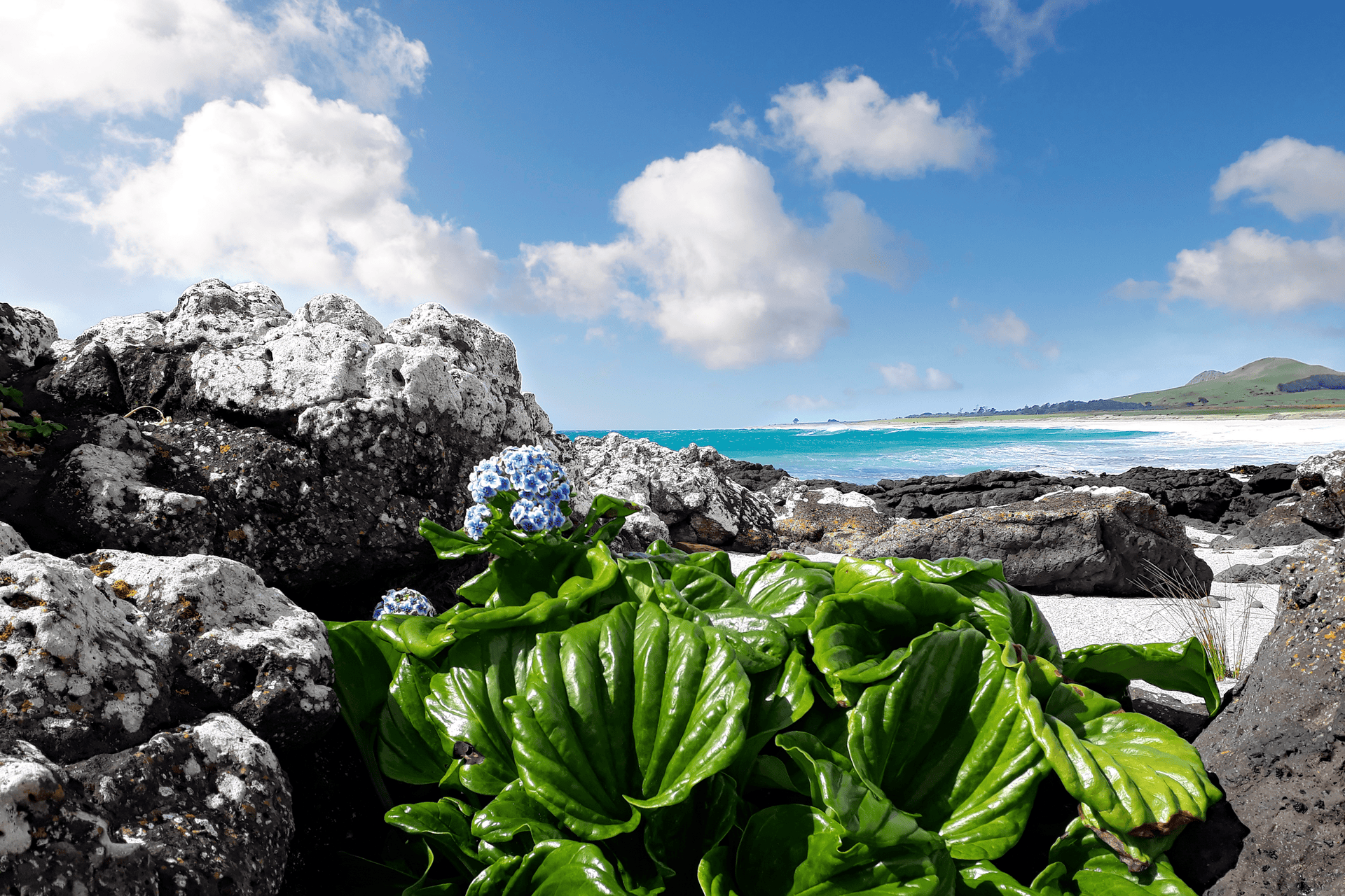 spring tour chatham island