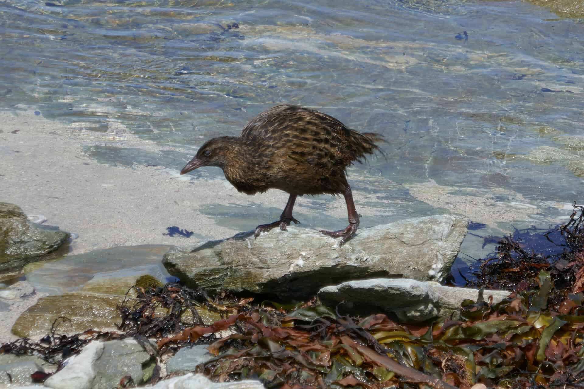chatham island tours weka bloom ocean